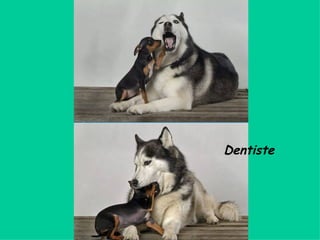 Dentiste 