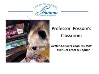 Professor  Possum’s Classroom Better Answers Than You Will Ever Get From A Gopher 