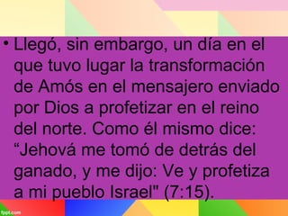 • Llegó, sin embargo, un día en el
que tuvo lugar la transformación
de Amós en el mensajero enviado
por Dios a profetizar en el reino
del norte. Como él mismo dice:
“Jehová me tomó de detrás del
ganado, y me dijo: Ve y profetiza
a mi pueblo Israel" (7:15).
 