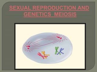 SEXUAL REPRODUCTION AND
GENETICS MEIOSIS

 