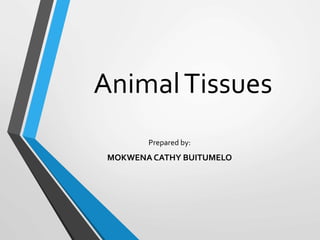 AnimalTissues
Prepared by:
MOKWENA CATHY BUITUMELO
 
