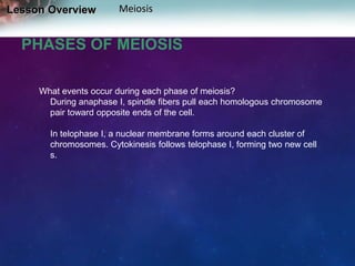Lesson Overview

Meiosis

PHASES OF MEIOSIS
What events occur during each phase of meiosis?
During anaphase I, spindle fibers pull each homologous chromosome
pair toward opposite ends of the cell.
In telophase I, a nuclear membrane forms around each cluster of
chromosomes. Cytokinesis follows telophase I, forming two new cell
s.

 