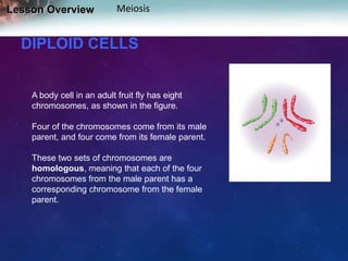 Lesson Overview

Meiosis

DIPLOID CELLS

A body cell in an adult fruit fly has eight
chromosomes, as shown in the figure.
Four of the chromosomes come from its male
parent, and four come from its female parent.
These two sets of chromosomes are
homologous, meaning that each of the four
chromosomes from the male parent has a
corresponding chromosome from the female
parent.

 