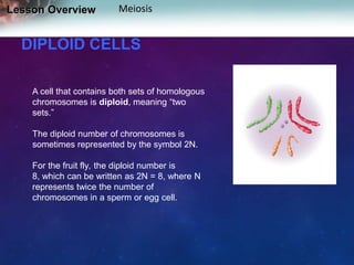 Lesson Overview

Meiosis

DIPLOID CELLS
A cell that contains both sets of homologous
chromosomes is diploid, meaning “two
sets.”
The diploid number of chromosomes is
sometimes represented by the symbol 2N.
For the fruit fly, the diploid number is
8, which can be written as 2N = 8, where N
represents twice the number of
chromosomes in a sperm or egg cell.

 