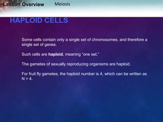 Lesson Overview

Meiosis

HAPLOID CELLS
Some cells contain only a single set of chromosomes, and therefore a
single set of genes.
Such cells are haploid, meaning “one set.”
The gametes of sexually reproducing organisms are haploid.
For fruit fly gametes, the haploid number is 4, which can be written as
N = 4.

 