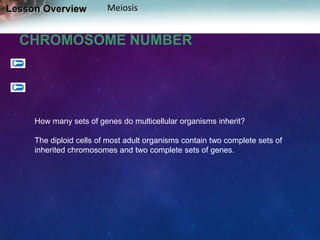 Lesson Overview

Meiosis

CHROMOSOME NUMBER

How many sets of genes do multicellular organisms inherit?
The diploid cells of most adult organisms contain two complete sets of
inherited chromosomes and two complete sets of genes.

 