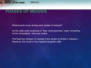 Lesson Overview

Meiosis

PHASES OF MEIOSIS

What events occur during each phase of meiosis?

As the cells enter prophase II, their chromosomes—each consisting
of two chromatids—become visible.
The final four phases of meiosis II are similar to those in meiosis I.
However, the result is four haploid daughter cells.

 