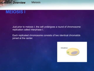 Lesson Overview

Meiosis

MEIOSIS I

Just prior to meiosis I, the cell undergoes a round of chromosome
replication called interphase I.
Each replicated chromosome consists of two identical chromatids
joined at the center.

 