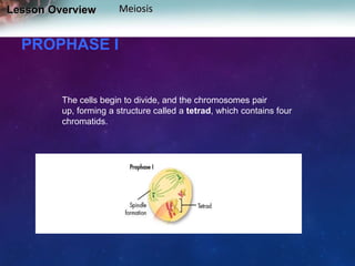 Lesson Overview

Meiosis

PROPHASE I

The cells begin to divide, and the chromosomes pair
up, forming a structure called a tetrad, which contains four
chromatids.

 