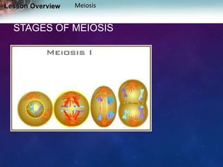 Lesson Overview

Meiosis

STAGES OF MEIOSIS

 