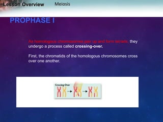 Lesson Overview

Meiosis

PROPHASE I
As homologous chromosomes pair up and form tetrads, they
undergo a process called crossing-over.
First, the chromatids of the homologous chromosomes cross
over one another.

 