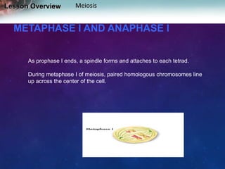 Lesson Overview

Meiosis

METAPHASE I AND ANAPHASE I
As prophase I ends, a spindle forms and attaches to each tetrad.

During metaphase I of meiosis, paired homologous chromosomes line
up across the center of the cell.

 