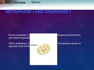 Lesson Overview

Meiosis

METAPHASE I AND ANAPHASE I

During anaphase I, spindle fibers pull each homologous chromosome
pair toward opposite ends of the cell.
When anaphase I is complete, the separated chromosomes cluster at
opposite ends of the cell.

 