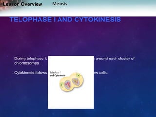 Lesson Overview

Meiosis

TELOPHASE I AND CYTOKINESIS

During telophase I, a nuclear membrane forms around each cluster of
chromosomes.
Cytokinesis follows telophase I, forming two new cells.

 