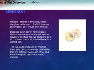 Lesson Overview

Meiosis

MEIOSIS I
Meiosis I results in two cells, called
daughter cells, each of which has four
chromatids, as it would after mitosis.

Because each pair of homologous
chromosomes was separated, neither
daughter cell has the two complete sets
of chromosomes that it would have in a
diploid cell.
The two cells produced by meiosis I
have sets of chromosomes and alleles
that are different from each other and
from the diploid cell that entered
meiosis I.

 