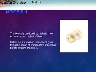 Lesson Overview

Meiosis

MEIOSIS II

The two cells produced by meiosis I now
enter a second meiotic division.
Unlike the first division, neither cell goes
through a round of chromosome replication
before entering meiosis II.

 