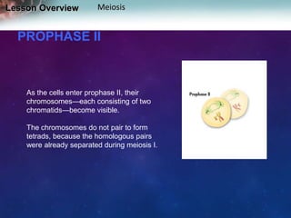 Lesson Overview

Meiosis

PROPHASE II

As the cells enter prophase II, their
chromosomes—each consisting of two
chromatids—become visible.
The chromosomes do not pair to form
tetrads, because the homologous pairs
were already separated during meiosis I.

 