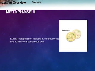 Lesson Overview

Meiosis

METAPHASE II

During metaphase of meiosis II, chromosomes
line up in the center of each cell.

 