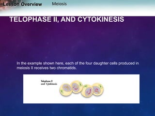 Lesson Overview

Meiosis

TELOPHASE II, AND CYTOKINESIS

In the example shown here, each of the four daughter cells produced in
meiosis II receives two chromatids.

 