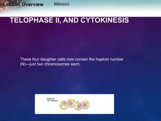 Lesson Overview

Meiosis

TELOPHASE II, AND CYTOKINESIS

These four daughter cells now contain the haploid number
(N)—just two chromosomes each.

 