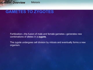 Lesson Overview

Meiosis

GAMETES TO ZYGOTES

Fertilization—the fusion of male and female gametes—generates new
combinations of alleles in a zygote.
The zygote undergoes cell division by mitosis and eventually forms a new
organism.

 