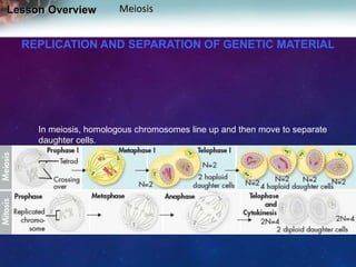 Lesson Overview

Meiosis

REPLICATION AND SEPARATION OF GENETIC MATERIAL

In meiosis, homologous chromosomes line up and then move to separate
daughter cells.
As a result, the two alleles for each gene segregate from each other and
end up in different cells.

 