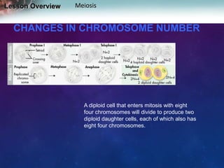 Lesson Overview

Meiosis

CHANGES IN CHROMOSOME NUMBER

A diploid cell that enters mitosis with eight
four chromosomes will divide to produce two
diploid daughter cells, each of which also has
eight four chromosomes.

 
