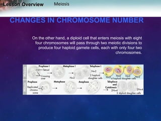 Lesson Overview

Meiosis

CHANGES IN CHROMOSOME NUMBER
On the other hand, a diploid cell that enters meiosis with eight
four chromosomes will pass through two meiotic divisions to
produce four haploid gamete cells, each with only four two
chromosomes.

 