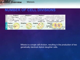 Lesson Overview

Meiosis

NUMBER OF CELL DIVISIONS

Mitosis is a single cell division, resulting in the production of two
genetically identical diploid daughter cells.

 