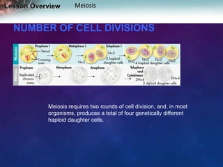 Lesson Overview

Meiosis

NUMBER OF CELL DIVISIONS

Meiosis requires two rounds of cell division, and, in most
organisms, produces a total of four genetically different
haploid daughter cells.

 