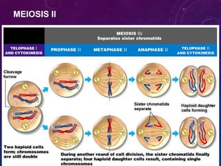 MEIOSIS II

 
