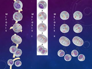 M
I
T
O
S
I
S

M
E
I
O
S
I
S

M
E
I
O
S
I
S

I

II

 