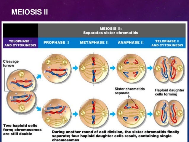 meiosis powerpoint presentation meiosis powerpoint