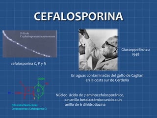 CEFALOSPORINA

                                                               GiusseppeBrotzu
                                                                     1948

cefalosporina C, P y N


                                 En aguas contaminadas del golfo de Cagliari
                                         en la costa sur de Cerdeña


                         Núcleo ácido de 7 aminocefalosporánico,
                              -un anillo betalactámico unido a un
                               anillo de 6 dihidrotiazina
 