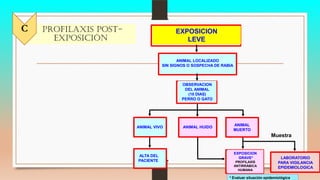 * Evaluar situación epidemiológica
PROFILAXIS POST-
EXPOSICIÓN
EXPOSICION
LEVE
ANIMAL LOCALIZADO
SIN SIGNOS O SOSPECHA DE RABIA
OBSERVACION
DEL ANIMAL
(10 DIAS)
PERRO O GATO
ANIMAL VIVO ANIMAL HUIDO
ANIMAL
MUERTO
ALTA DEL
PACIENTE
EXPOSICION
GRAVE*
PROFILAXIS
ANTIRRÁBICA
HUMANA
Muestra
LABORATORIO
PARA VIGILANCIA
EPIDEMIOLOGICA
C
 