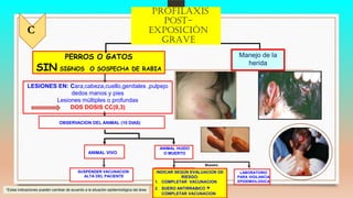PERROS O GATOS
SIN SIGNOS O SOSPECHA DE RABIA
LESIONES EN: Cara,cabeza,cuello,genitales ,pulpejo
dedos manos y pies
Lesiones múltiples o profundas
DOS DOSIS CC(0,3)
CC(0,3)*
OBSERVACION DEL ANIMAL (10 DIAS)
ANIMAL VIVO
ANIMAL HUIDO
O MUERTO
SUSPENDER VACUNACION
ALTA DEL PACIENTE
INDICAR SEGÚN EVALUACION DE
RIESGO:
1. COMPLETAR VACUNACION
2. SUERO ANTIRRABICO +
COMPLETAR VACUNACION
LABORATORIO
PARA VIGILANCIA
EPIDEMIOLOGICA
Muestra
C
*Estas indicaciones pueden cambiar de acuerdo a la situación epidemiológica del área
Manejo de la
herida
PROFILAXIS
POST-
EXPOSICIÓN
GRAVE
 