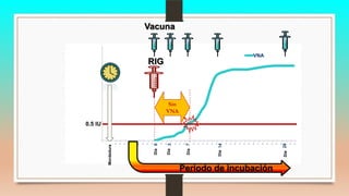 .
Morsiure
.
.
.
.
~45
jours
.
.
.
.
Jour
0
.
.
Jour
3
.
.
.
Jour
7
.
.
.
.
.
.
Jour
14
.
.
.
.
.
.
.
.
.
.
.
.
.
Jour
28
.
.
VNA
Sin
VNA
0.5 IU
Periodo de incubación
RIG
Vacuna
Mordedura
Día
Día
Día
Día
Día
 