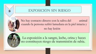 No hay contacto directo con la saliva del animal
o cuando la persona sufrió lamedura en la piel intacta y
no hay lesión.
La exposición a la sangre, leche, orina y heces
no constituyen riesgo de transmisión de rabia.
B EXPOSICIÓN SIN RIESGO
 
