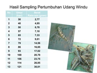 Hasil Sampling Pertumbuhan Udang Windu
No Umur
(hari)
Berat
Rata-rata (gram)
1 30 2,77
2 40 4,95
3 50 6,78
4 57 7,10
5 65 7,33
6 72 9,01
7 79 14,56
8 86 16,85
9 93 17,02
10 100 20,70
11 106 23,75
12 114 26,85
13 121 30,01
 