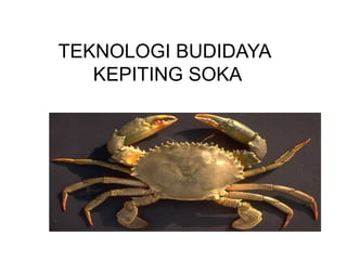 TEKNOLOGI BUDIDAYA
KEPITING SOKATEKNOLOGI BUDIDAYA
KEPITING SOKA
 