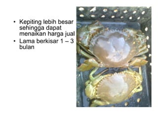 • Kepiting lebih besar
sehingga dapat
menaikan harga jual
• Lama berkisar 1 – 3
bulan
 
