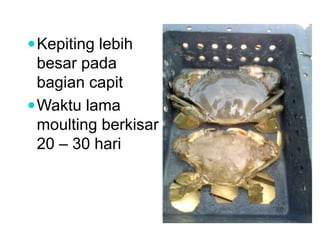 Kepiting lebih
besar pada
bagian capit
Waktu lama
moulting berkisar
20 – 30 hari
 