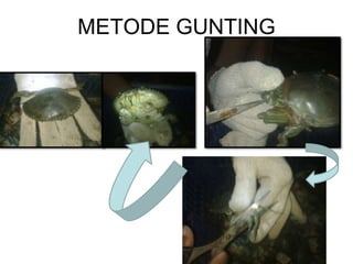 METODE GUNTING
 