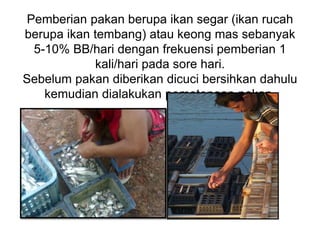 Pemberian pakan berupa ikan segar (ikan rucah
berupa ikan tembang) atau keong mas sebanyak
5-10% BB/hari dengan frekuensi pemberian 1
kali/hari pada sore hari.
Sebelum pakan diberikan dicuci bersihkan dahulu
kemudian dialakukan pemotongan pakan.
 