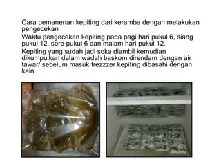  Cara pemanenan kepiting dari keramba dengan melakukan
pengecekan
 Waktu pengecekan kepiting pada pagi hari pukul 6, siang
pukul 12, sore pukul 6 dan malam hari pukul 12.
 Kepiting yang sudah jadi soka diambil kemudian
dikumpulkan dalam wadah baskom direndam dengan air
tawar/ sebelum masuk frezzzer kepiting dibasahi dengan
kain
 