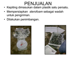 PENJUALAN
• Kepiting dimasukan dalam plastik satu persatu.
• Mempersiapkan sterofoam sebagai wadah
untuk pengiriman.
• Dilakukan penimbangan.
 