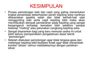 KESIMPULAN
• Proses pemotongan kaki dan capit yang paling menentukan
tingkat persentase keberhasilan panen kepiting soka nantinya
dikarenakan apabila salah dan tidak berhati-hati saat
menggunting kaki serta capit kepiting bibit maka akan
menimbulkan dampak pendarahan pada kepiting yang sangat
berpengaruh terhadap kematian bibit sebelum sampai
ketahap "molting" atau pelunakan cangkang kepiting soka
• Sangat disarankan bagi yang baru memulai usaha ini untuk
lebih dahulu memperdalam pengetahuan dasar teknik
“pemotongan”
• Setelah dilakukan pemotongan agar tidak tergesa-gesa dan
melempar kepiting bibit kedalam kotak agar tidak menambah
kondisi "stress“ namun meletakkannya dengan perlahan-
lahan
 