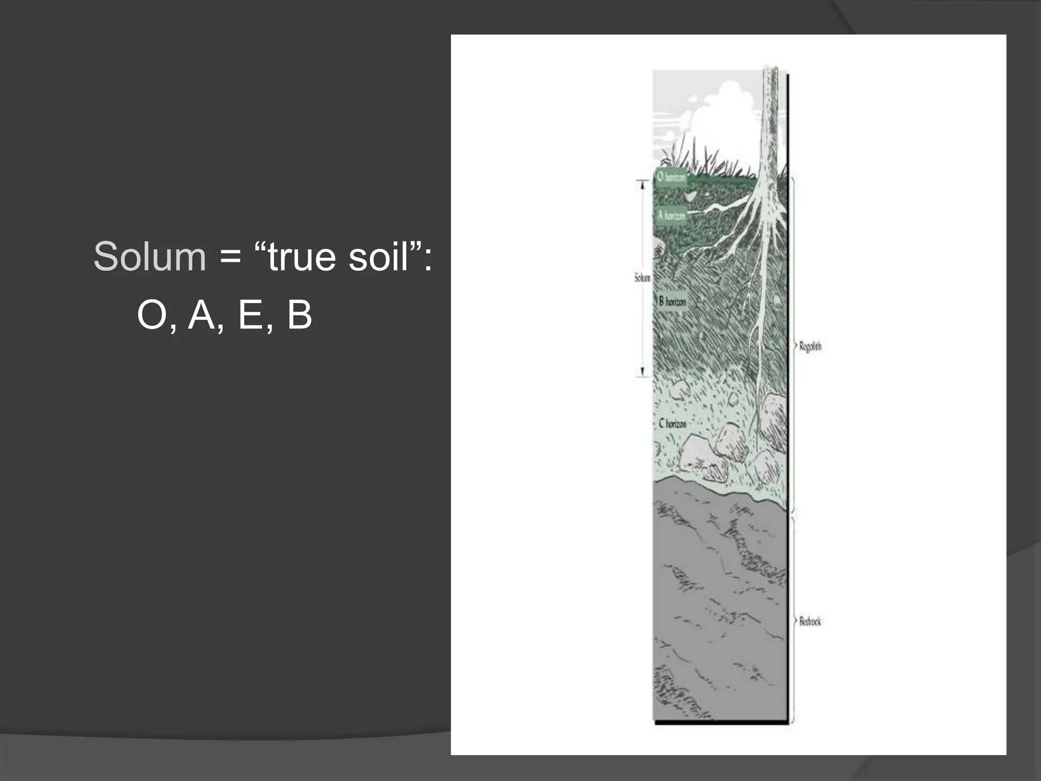 Solum = “true soil”:
O, A, E, B
 
