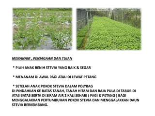 Pihak Syarikat tidakakanbertanggungjawabdiataskematianpokokstevia yang disebabkanolehkelalaiandankecuaian “rakanNiaga”