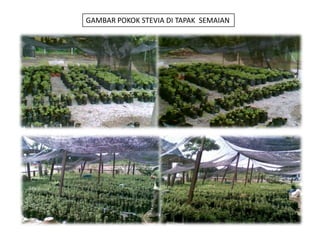 GAMBAR POKOK STEVIA DI TAPAK  SEMAIAN
